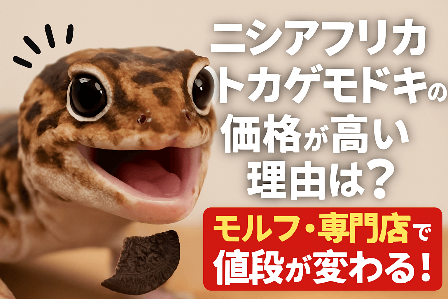 ニシアフリカトカゲモドキが高い理由と価格の決まり方