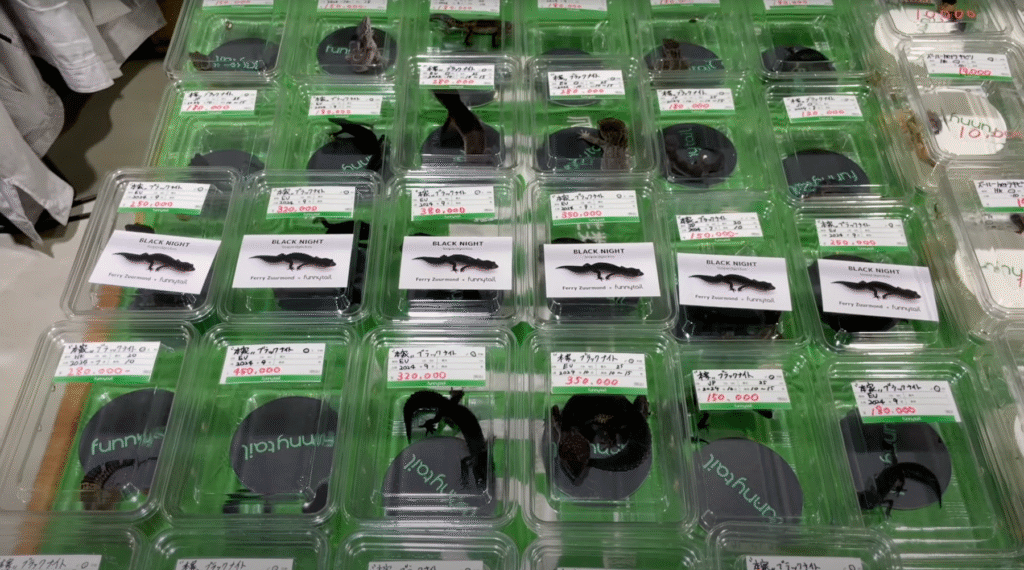 ニシアフ専門店ファニーテールの特徴と他店との明確な差別化